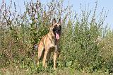 MALINOIS 300